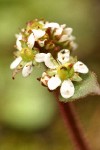Northwestern Saxifrage blossoms detail