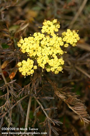 Lomatium utriculatum