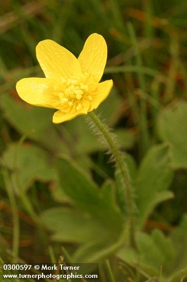 Ranunculus occidentalis var. occidentalis