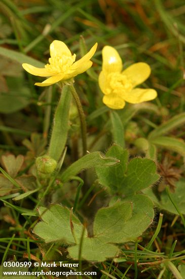 Ranunculus occidentalis var. occidentalis