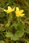 Western Buttercup