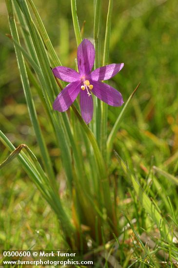 Olsynium douglasii