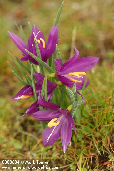 Olsynium douglasii