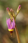 Poet's Shooting Star blossom extreme detail