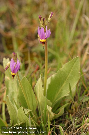 Dodecatheon poeticum