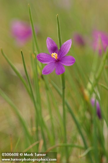 Olsynium douglasii