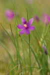 Grass Widow
