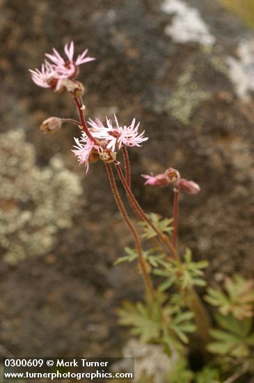 Lithophragma glabrum