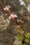 Smooth Prairie Star