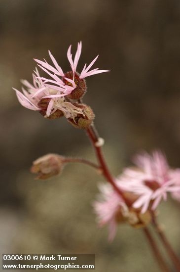 Lithophragma glabrum