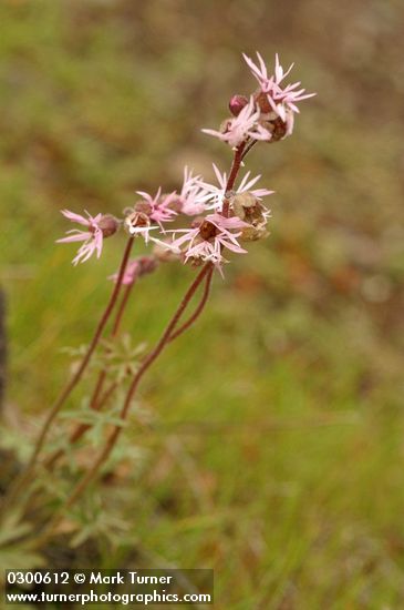 Lithophragma glabrum