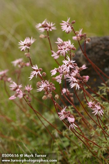 Lithophragma glabrum