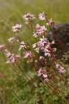 Smooth Prairie Stars