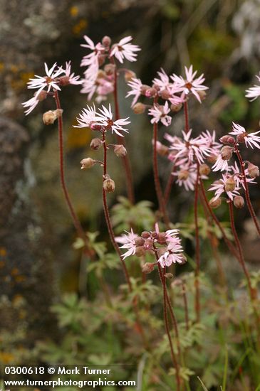 Lithophragma glabrum