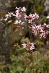 Smooth Prairie Stars