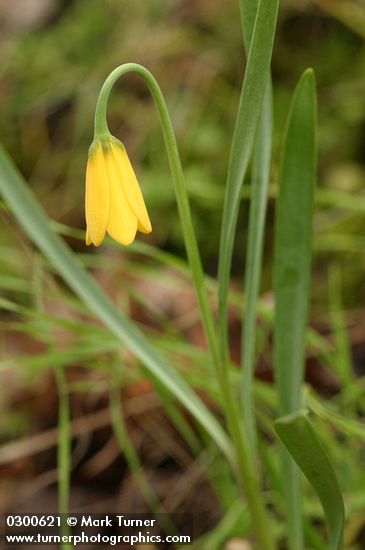 Fritillaria pudica