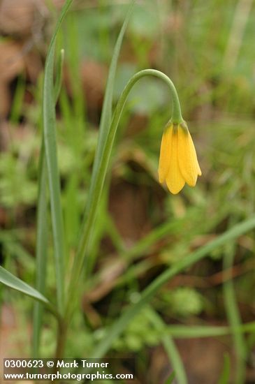 Fritillaria pudica