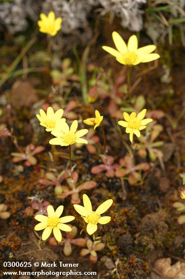 Crocidium multicaule