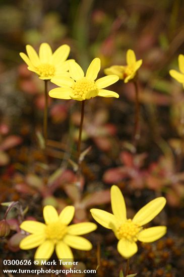 Crocidium multicaule