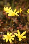 Gold Stars blossoms detail