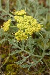 Bigseed Lomatium (Biscuitroot)