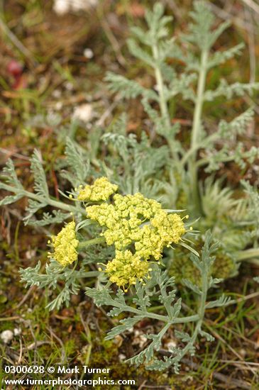 Lomatium macrocarpum