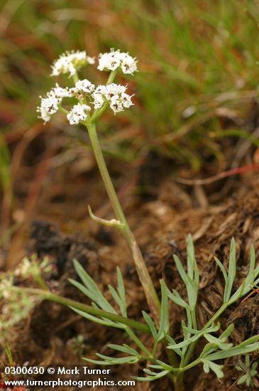 Lomatium piperi