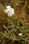 Salt and Pepper Lomatium