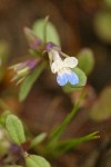 Small-flowered Blue-eyed Mary extreme detail