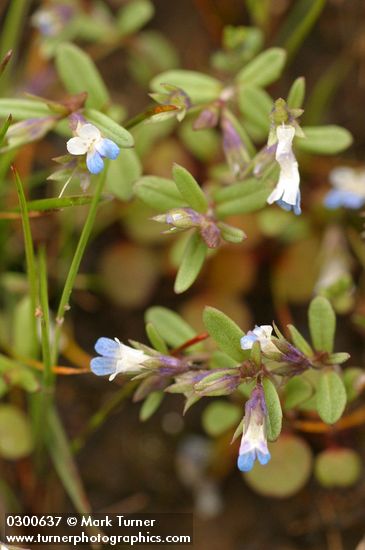 Collinsia parviflora