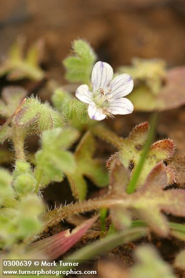 Nemophila pedunculata