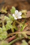 Meadow Nemophila