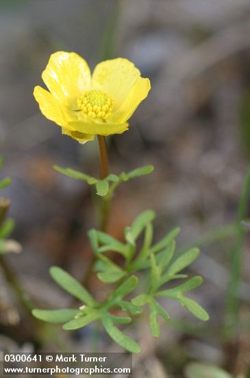 Ranunculus triternatus (R. reconditus)