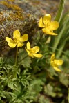 The Dalles Mountain Buttercup (Obscure Buttercup)