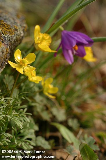 Ranunculus triternatus (R. reconditus); Olsynium douglasii