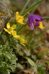 The Dalles Mountain Buttercup (Obscure Buttercup), Grass Widow