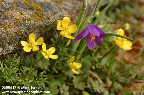 Ranunculus triternatus (R. reconditus); Olsynium douglasii