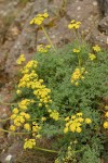 Pungent Desert Parsley