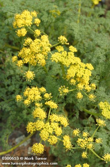 Lomatium grayi