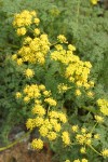 Pungent Desert Parsley blossoms & foliage