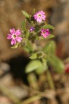 Midget Phlox