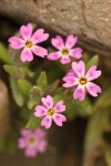 Midget Phlox