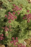 Columbia Desert Parsley