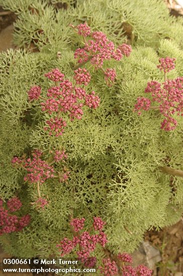 Lomatium columbianum