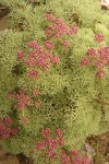 Columbia Desert Parsley