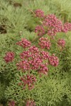 Columbia Desert Parsley blossoms & foliage