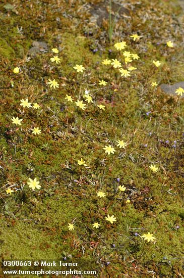 Crocidium multicaule