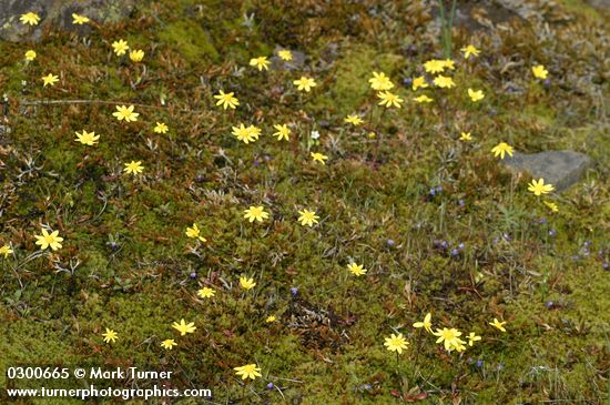 Crocidium multicaule