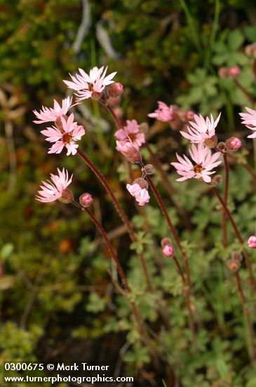 Lithophragma glabrum