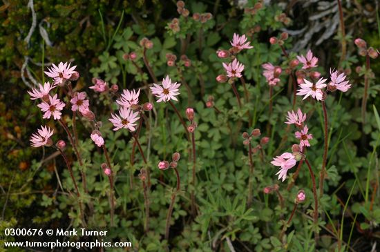 Lithophragma glabrum